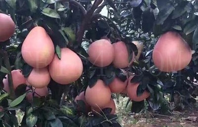 漳州平和大三红蜜柚苗